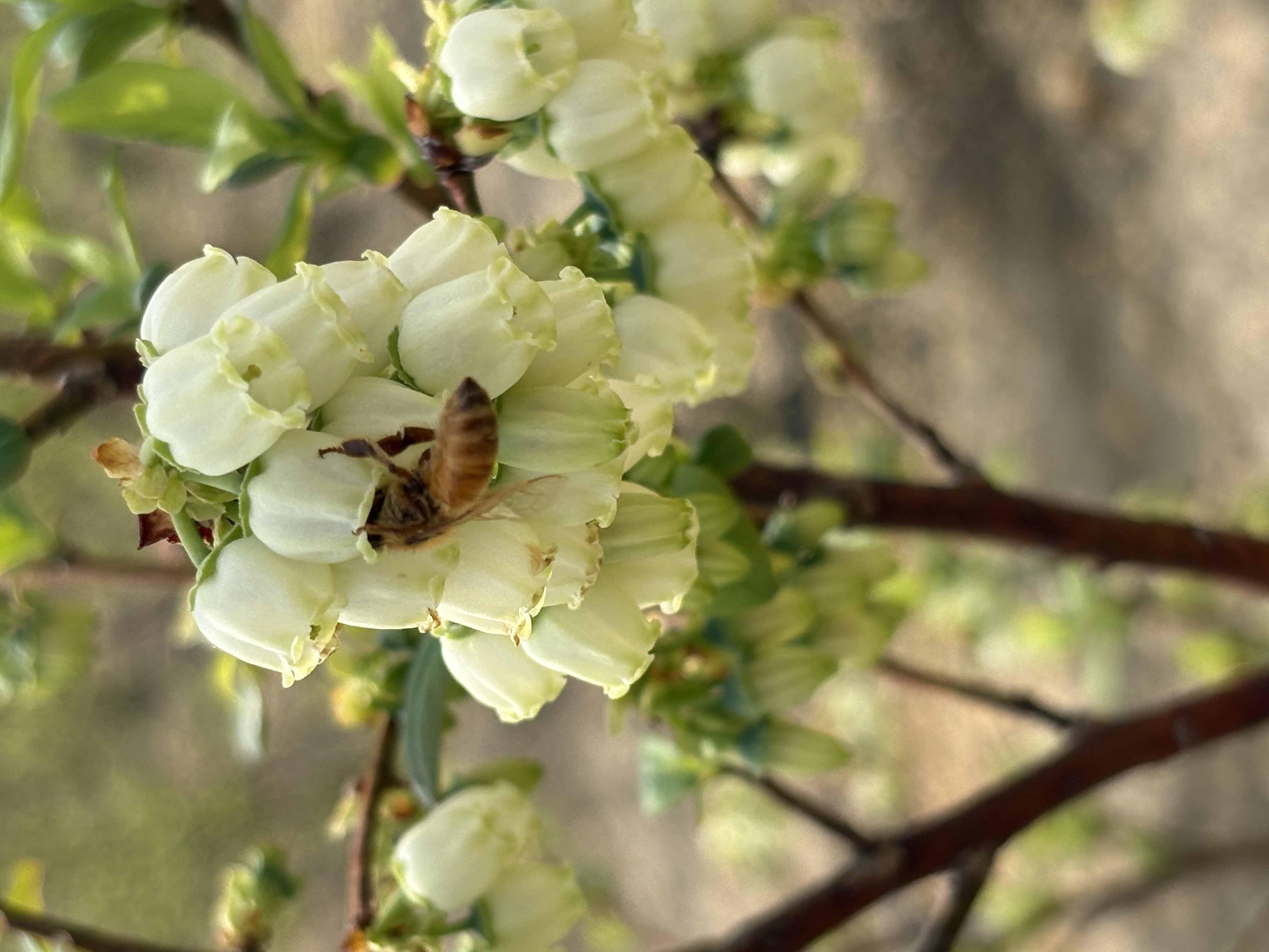 Blueberry blossoms with pollinator